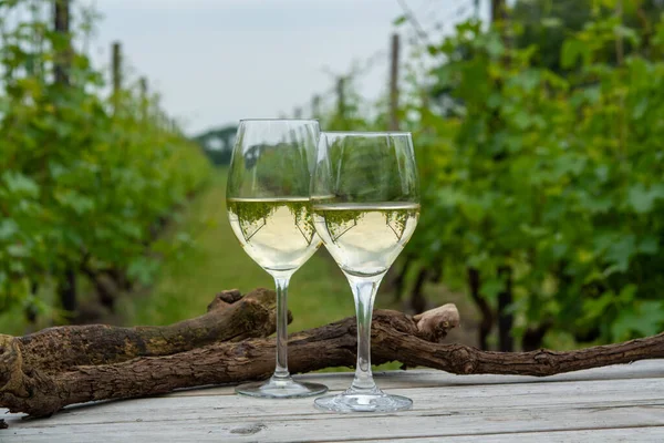 Tasting White Wine Dutch Vineyard North Brabant Wine Production Netherlands — Stock Photo, Image