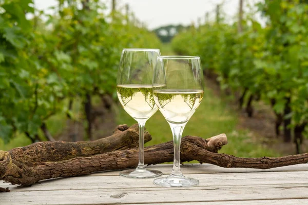 Tasting White Wine Dutch Vineyard North Brabant Wine Production Netherlands — Stock Photo, Image