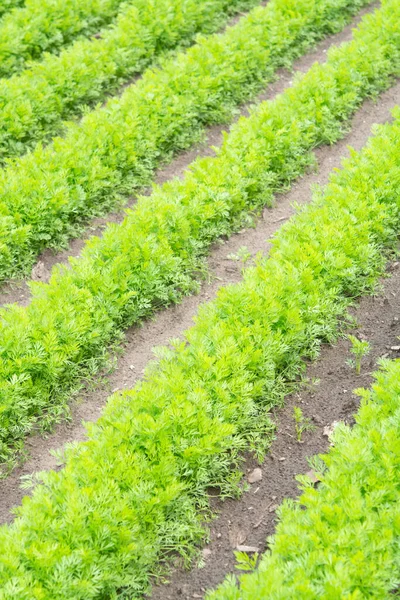 Campo Agrícola Com Plantas Cenoura Verde Crescendo Fileiras — Fotografia de Stock