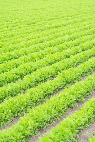 Campo Cultivo Con Plantas Zanahoria Verde Creciendo Hileras —  Fotos de Stock