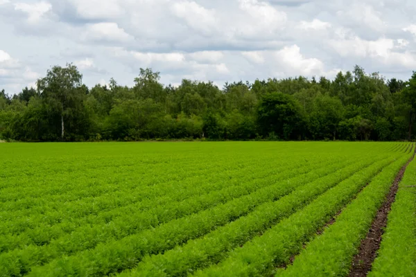 Farming field with green carrot plants growing in rows