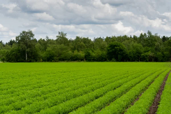 Farming field with green carrot plants growing in rows