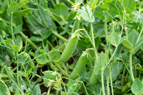 Green Pea Sugar Snap Plants Growing Farming Fields Summer — Stock Photo, Image