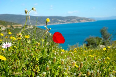 Peloponnese, Yunanistan 'ın Arkadiko kenti yakınlarındaki küçük Yunan adaları koyları ve ağaçlarıyla manzara, yaz tatili beldesi