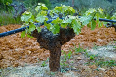 Bahar mevsiminde üzüm bağlarında sıralanmış şarap üzümleri ve taze yeşil filizler, Yunanistan 'da şarap üretimi