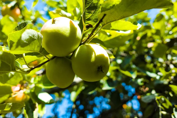 Eko Farma Biologickým Sad Organické Jablka Zrání Jabloni Zblízka — Stock fotografie