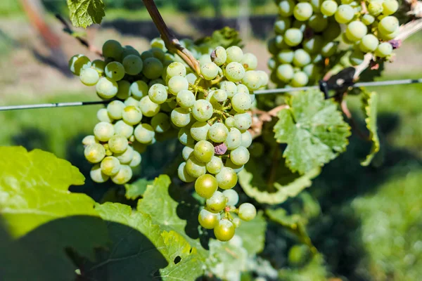 Vingård Med Odling Vita Vindruvor Riesling Eller Chardonnay Sommaren — Stockfoto