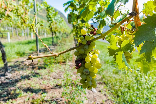 Vingård Med Odling Vita Vindruvor Riesling Eller Chardonnay Sommaren — Stockfoto