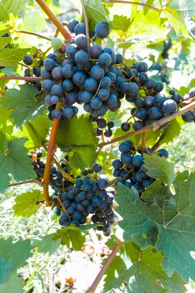 Yazın Büyüyen Kırmızı Şarap Üzümleri Siyah Veya Mor Üzümleri Olan — Stok fotoğraf