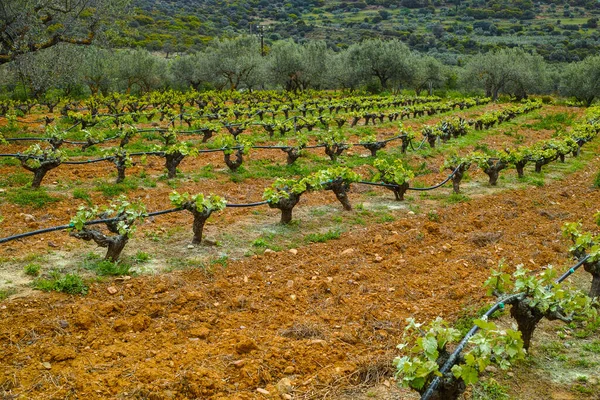 Troncos Viejos Brotes Verdes Jóvenes Plantas Uva Vino Hileras Viñedo — Foto de Stock