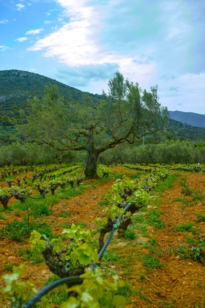 포도원에 줄을지어 나무의 줄기와 그리스 포도주 — 스톡 사진