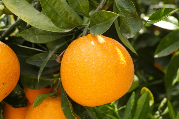 Apelsincitrusfruktplantage Peloponnesos Grekland Skörd Söta Saftiga Apelsiner — Stockfoto