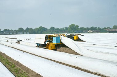 Hollanda 'daki toplama makineleriyle kaplı tarlalardan beyaz kuşkonmaz toplamak, hasat mevsimi.