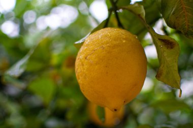 Limon ağacında sallanan olgun sarı limon narenciye meyveleri.