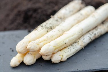 Hollanda ve Almanya 'daki tarım arazilerinde yeni kaliteli beyaz kuşkonmaz bitkisi hasadı