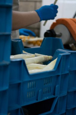 Hollanda 'da tarım çiftliğinde organik beyaz kuşkonmazların endüstriyel olarak işlenmesi, yıkanması, soyulması, tasnif edilmesi ve paketlenmesi