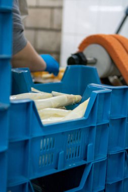 Hollanda 'da tarım çiftliğinde organik beyaz kuşkonmazların endüstriyel olarak işlenmesi, yıkanması, soyulması, tasnif edilmesi ve paketlenmesi