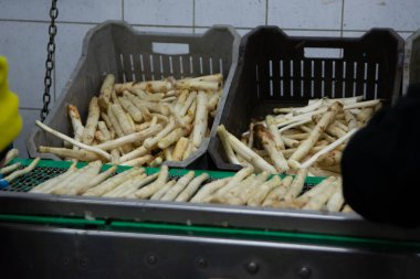 Hollanda 'da tarım çiftliğinde organik beyaz kuşkonmazların endüstriyel olarak işlenmesi, yıkanması, soyulması, tasnif edilmesi ve paketlenmesi