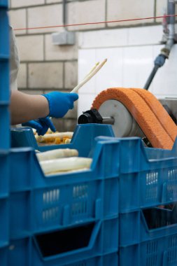 Hollanda 'da tarım çiftliğinde organik beyaz kuşkonmazların endüstriyel olarak işlenmesi, yıkanması, soyulması, tasnif edilmesi ve paketlenmesi