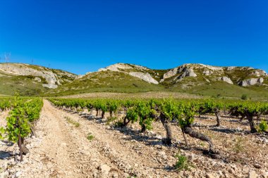 Alpilles, Provence, Güney Fransa 'da gül, kırmızı ve beyaz şarap üretimi, yazın başında üzüm bağının manzarası