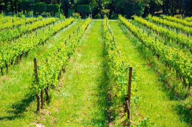 Alpilles, Provence, Güney Fransa 'da gül, kırmızı ve beyaz şarap üretimi, yazın başında üzüm bağının manzarası