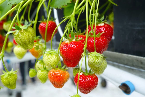 Reife Saftige Süße Erdbeere Neue Ernte Gewächshaus — Stockfoto