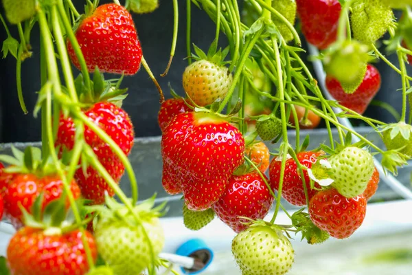 Fraise Douce Juteuse Mûre Nouvelle Récolte Serre — Photo