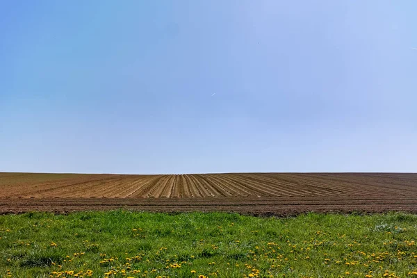 緑の芝生に黄色のタンポポの花の畑や花を耕し 農民と春の風景 自然背景 — ストック写真