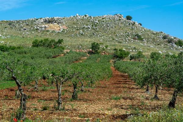 Olivos Que Crecen Plantones Agrícolas Italia Producción Aceite Oliva Virgen — Foto de Stock