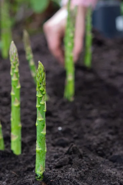 Nouvelle Récolte Légumes Asperges Vertes Printemps Asperges Vertes Poussant Sol — Photo