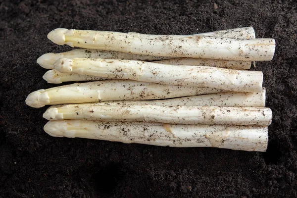 New harvest of  white asparagus vegetable in spring season, asparagus growing up from the ground on farm close up