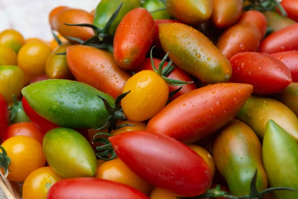 Muitos Pequenos Tomates Frescos Coloridos Maduros — Fotografia de Stock