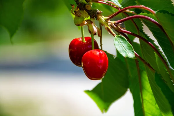 Nouvelle Récolte Cerise Rouge Douce Dans Jardin Par Temps Ensoleillé — Photo