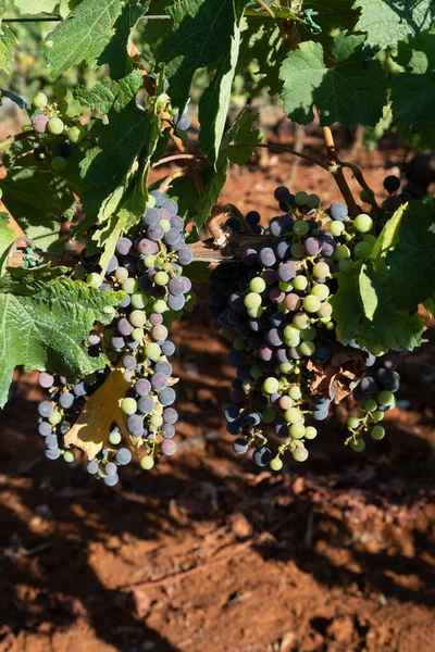 ブドウ畑でのブドウ栽培 イタリアでの赤ワインブドウ栽培 シラー プティ ヴェルドット カベルネ ソーヴィニヨンのブドウ — ストック写真
