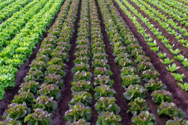 Sırayla yetişen yeşil organik marul yaprağı sebzeleriyle tarlalar.