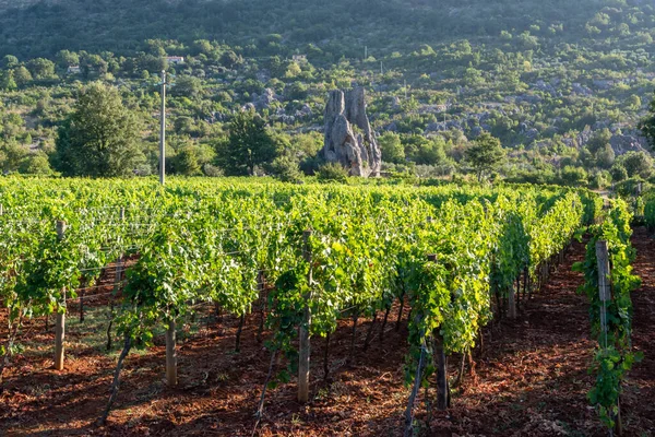 Weinberg Mit Roten Oder Rosafarbenen Weintrauben Latium Italien Sirah Petit — Stockfoto