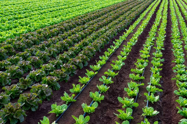 Campo Agricultores Com Crescimento Fileiras Vegetais Folha Alface Orgânica Verde — Fotografia de Stock