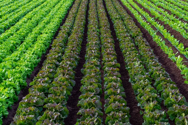 Campo Agricultores Com Crescimento Fileiras Vegetais Folha Alface Orgânica Verde — Fotografia de Stock