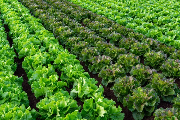 Bauern Feld Mit Reihenweise Grünem Bio Salatblättergemüse Aus Nächster Nähe — Stockfoto