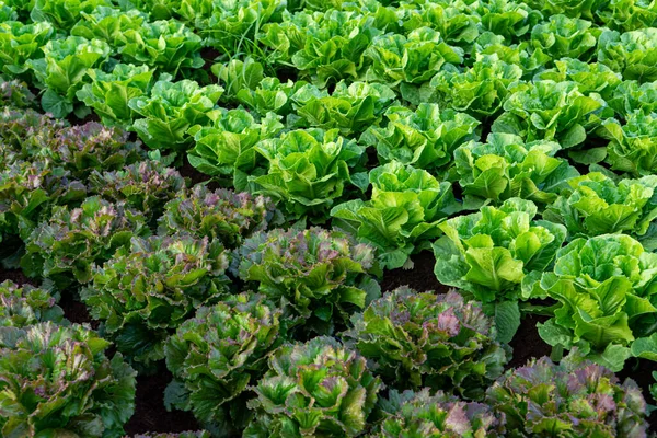 Αγροτεμάχιο Καλλιέργεια Σειρές Πράσινα Βιολογικά Λαχανικά Μαρουλιού Close — Φωτογραφία Αρχείου