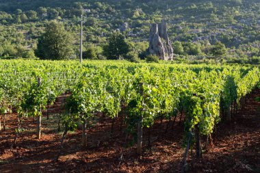 Lazio Dağları, İtalya, Sirah, Petit Verdot, Cabernet Sauvignon üzümlerinde büyüyen kırmızı veya gül üzümlü üzüm bağları