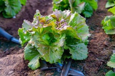 Sırayla yetişen yeşil organik marul yaprağı sebzeleriyle tarlalar.