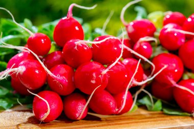Yıkanmış kırmızı turp sürüsü, güneşli yeşil bahçede yeni hasat.