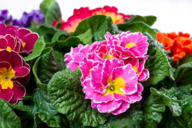 Baharda bahçe işleri, çok renkli primula çiçekleri kapanıyor.