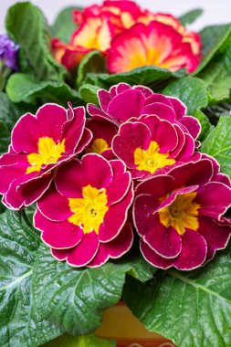 Baharda bahçe işleri, çok renkli primula çiçekleri kapanıyor.