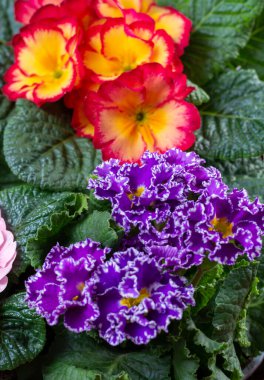 Baharda bahçe işleri, çok renkli primula çiçekleri kapanıyor.