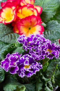 Baharda bahçe işleri, çok renkli primula çiçekleri kapanıyor.