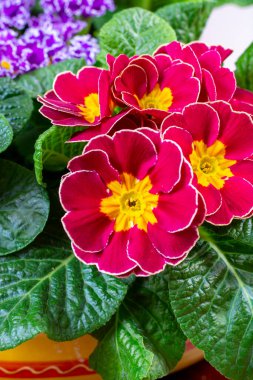 Baharda bahçe işleri, çok renkli primula çiçekleri kapanıyor.