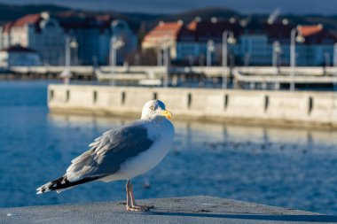 Polonya 'nın Sopot iskelesinde oturan bir martı deniz kuşu.