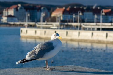 Polonya 'nın Sopot iskelesinde oturan bir martı deniz kuşu.